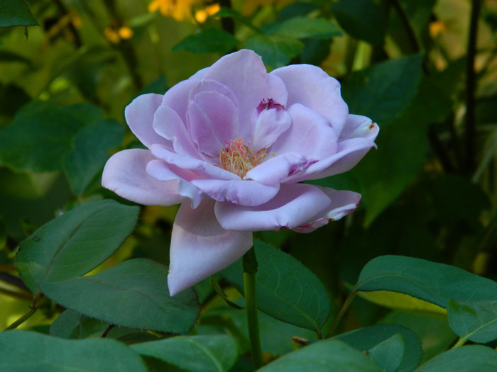 DSCN8461