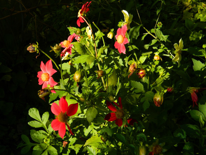 DSCN8466