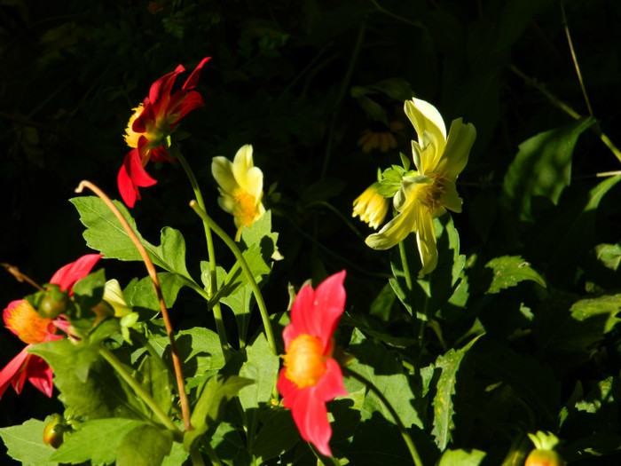 DSCN8467