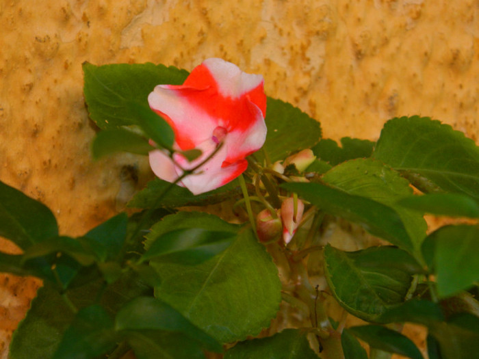 DSCN8487