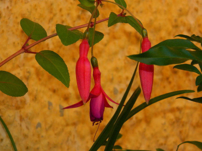 DSCN8488