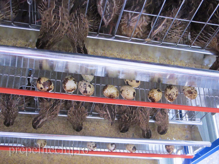 oua pui baterii crescatorie prepelite cluj 010