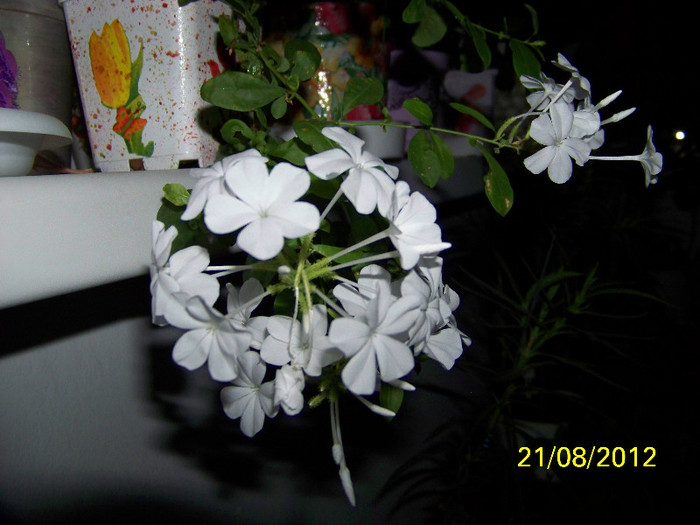 367_8368 - plumbago 2012