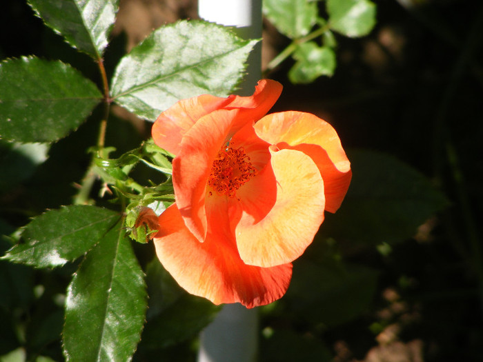 Tawny Tiger - Trandafiri 2012-II