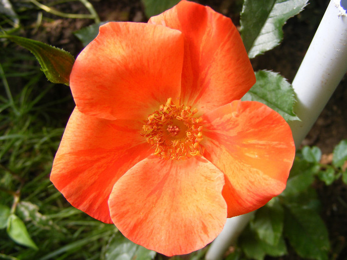Tawny Tiger - Trandafiri 2012-II