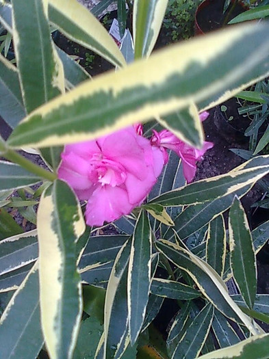 variegat 8