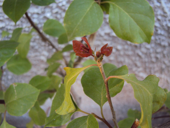 minune mare!!! - Bougainvillea- un nou sezon