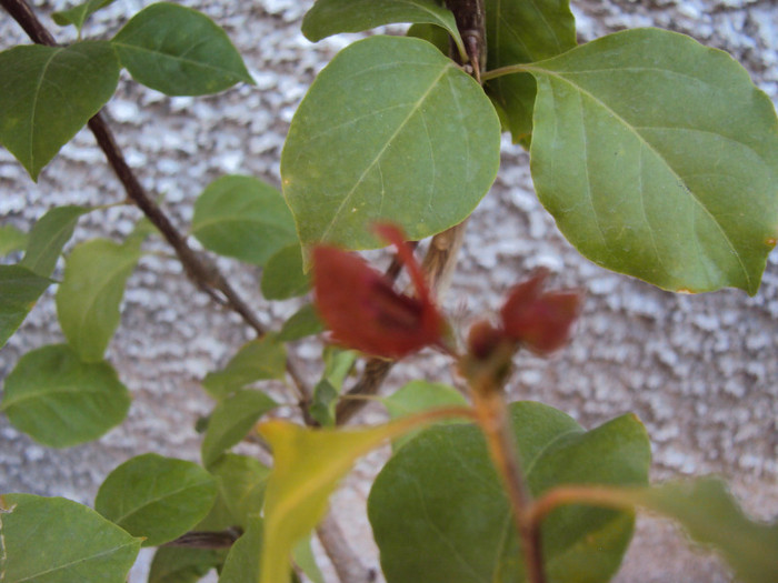 infloreste copacelul!!! - Bougainvillea- un nou sezon