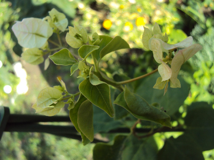 pare ca se coloreaza