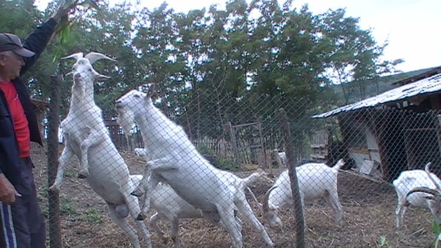 Trei dintre ei sunt de vanzare; Fotografii cu Tapii Saanen facute in data de 15.08.2012
