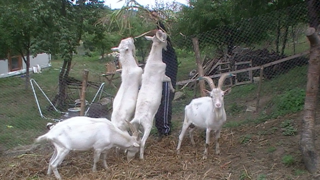 Trei dintre ei sunt de vanzare; Fotografii cu Tapii Saanen facute in data de 15.08.2012
