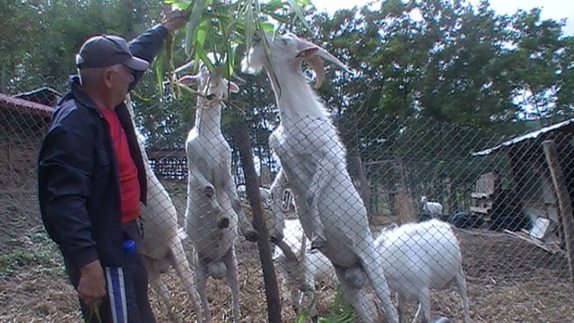 Vanduti. - Vanzari-cumparari-schimburi de animale si pasari