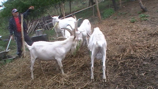 Vanduti. - Vanzari-cumparari-schimburi de animale si pasari