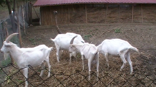 Vanduti. - Vanzari-cumparari-schimburi de animale si pasari