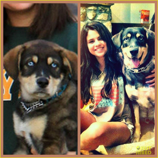 selena-gomez-dog-grown-up-05 - Selena Gomez My Little is All Growed Up