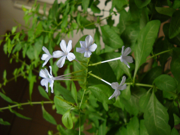 Plumbago