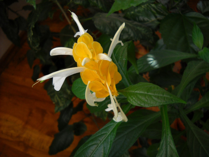Pachystachys Lutea - Flori frumoase flori 2012