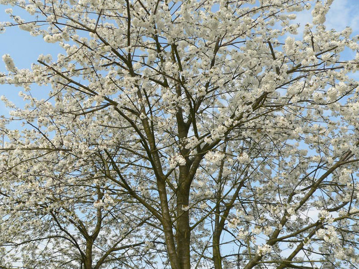 P1120422-2 - Sakura tree