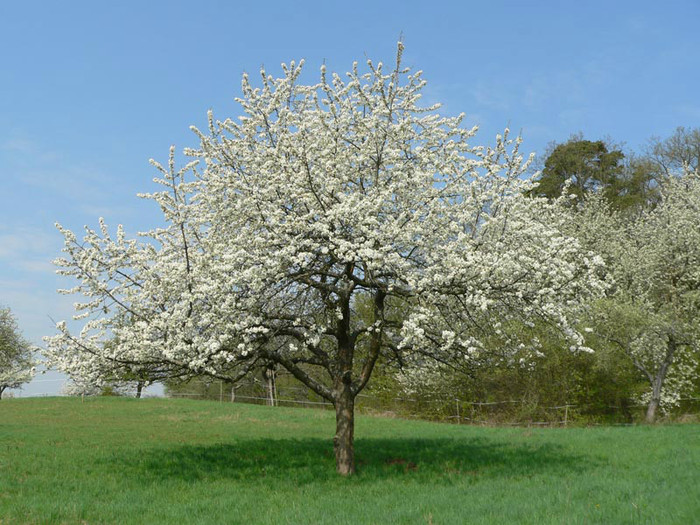 P1120477-2 - Sakura tree