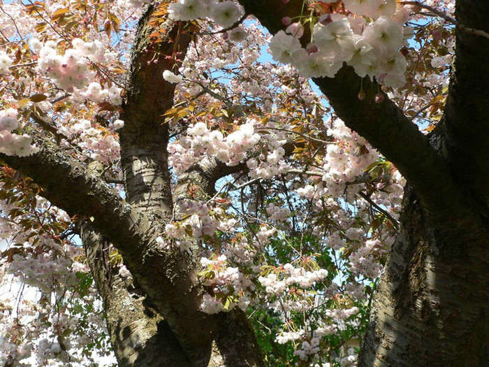 P1120545-2 - Sakura tree