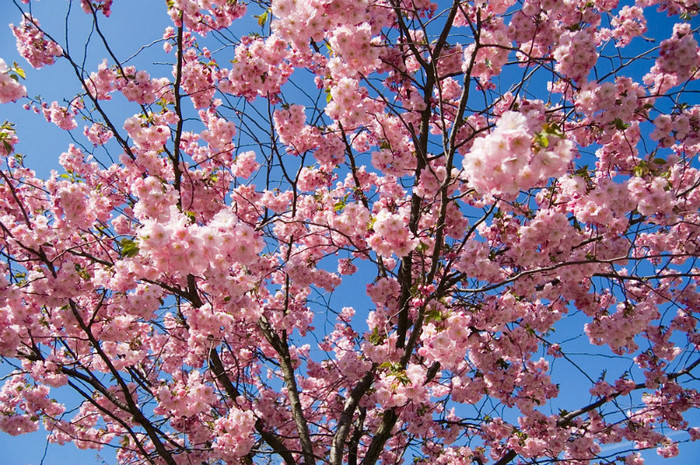 4f627c7115 - Sakura tree