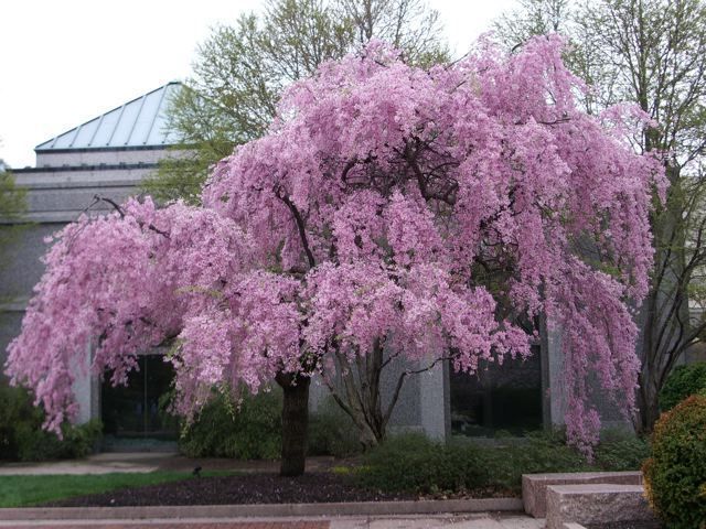 5c5992f421 - Sakura tree