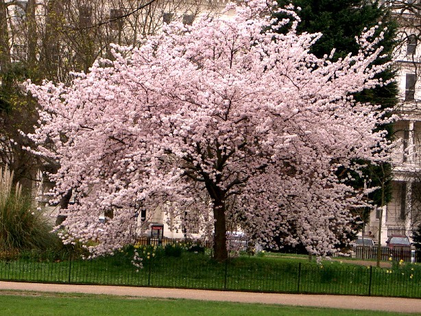 5885114191 - Sakura tree