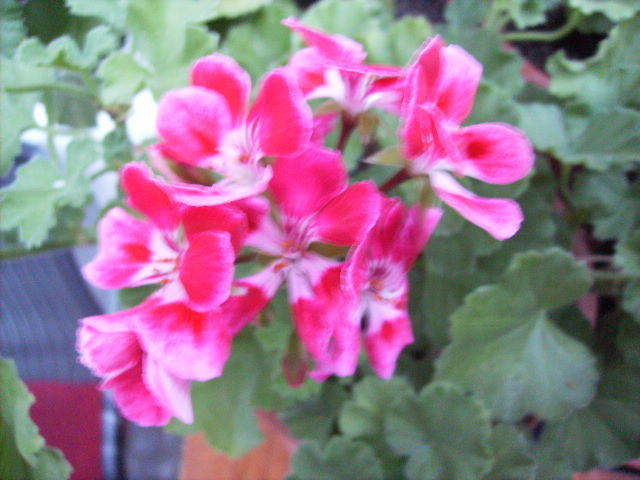 muscata - flori de august 2012