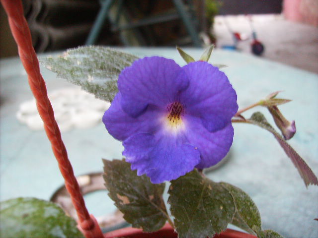 achimenes