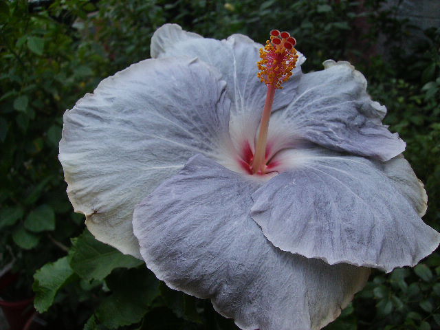 hibiscus - flori de august 2012