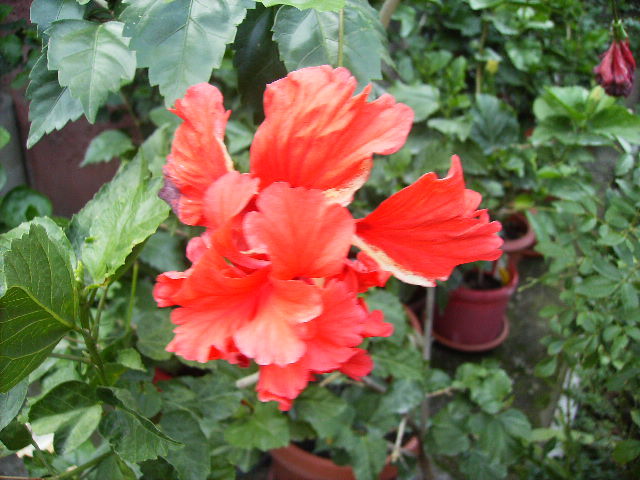 hibiscus - flori de august 2012