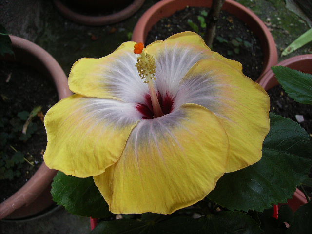 hibiscus - flori de august 2012