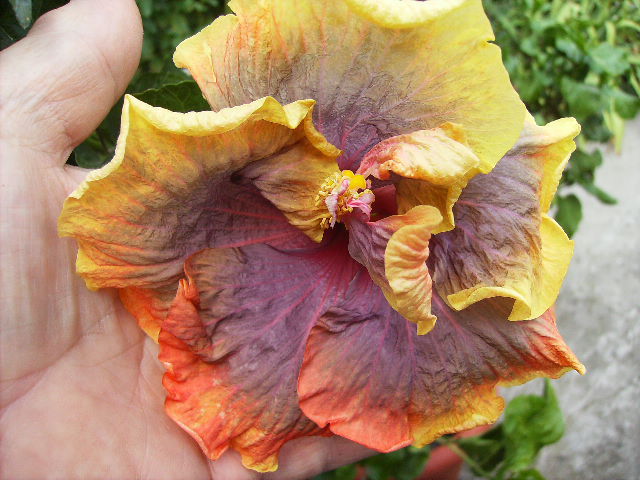 hibiscus - flori de august 2012