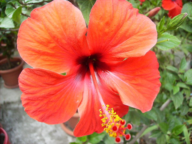 hibiscus - flori de august 2012