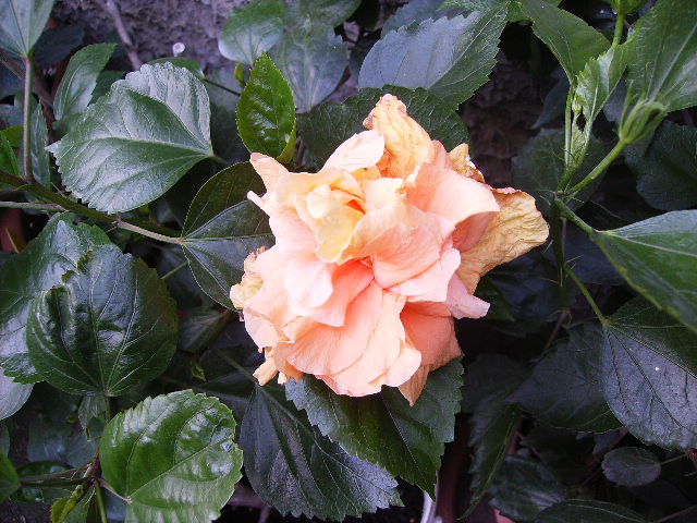 hibiscus - flori de august 2012