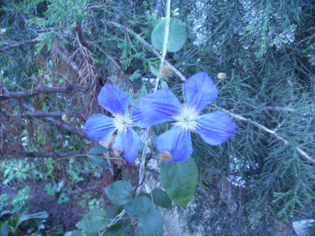 ultimele flori de clematis - flori de august 2012