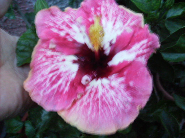 hibiscus - flori de august 2012