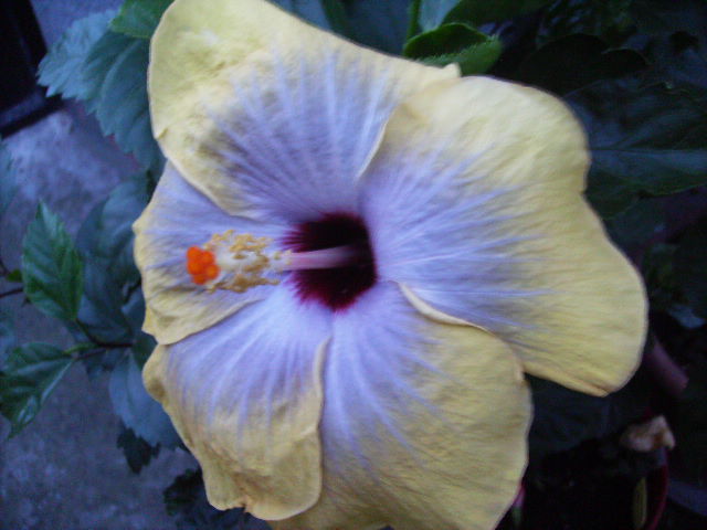 hibiscus - flori de august 2012