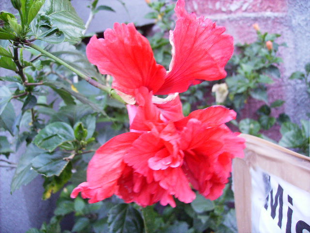 hibiscus - flori de august 2012