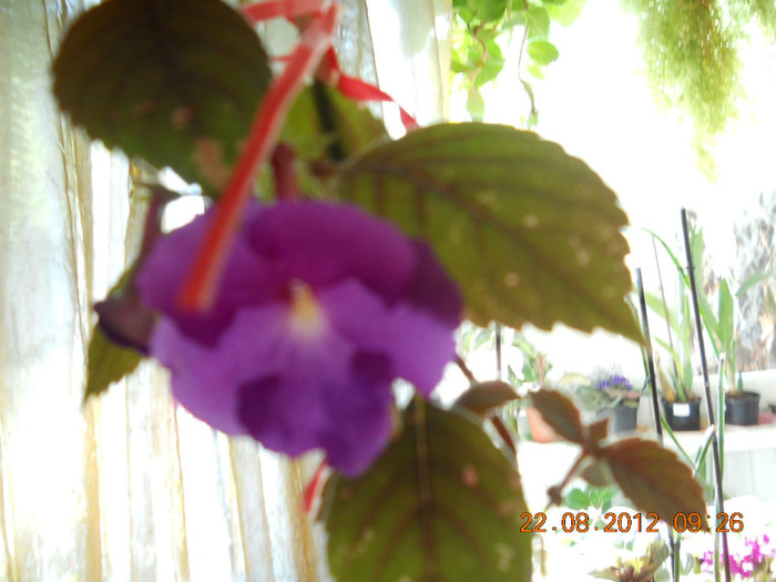 20.08.2012 011 - ACHIMENES- KOHLERIA SI EUCODONIA