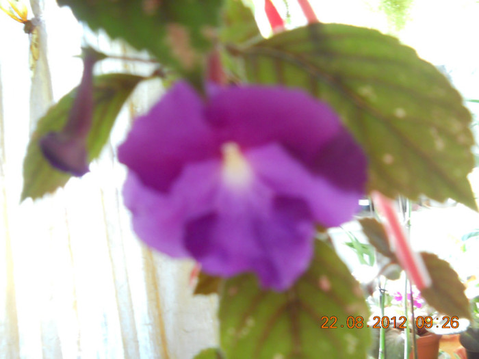 20.08.2012 013 - ACHIMENES- KOHLERIA SI EUCODONIA