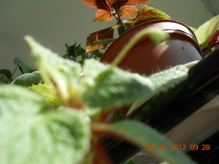 eucodonia cu bobocei - ACHIMENES- KOHLERIA SI EUCODONIA