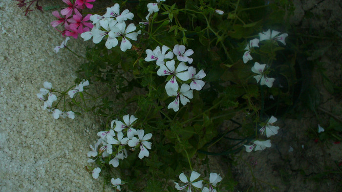 P1040402 - flori de vanzare august 2012