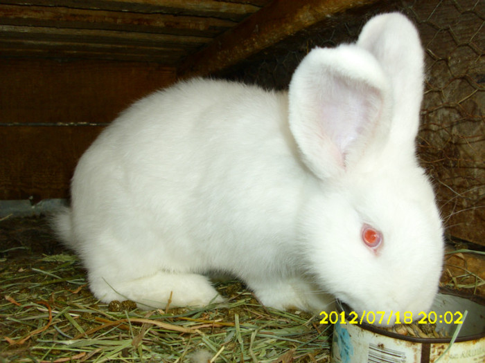 Picture 1192 - 0  aaa iepuri de vanzare diferite rase 2012