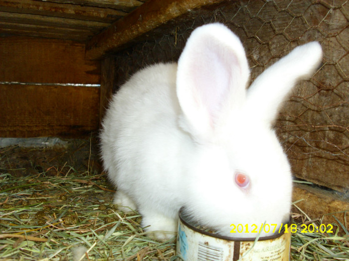 Picture 1193 - 0  aaa iepuri de vanzare diferite rase 2012