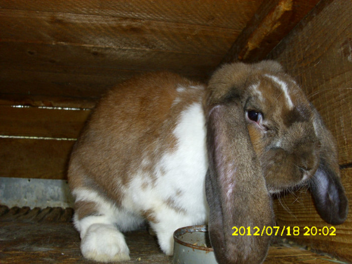 Picture 1195 - 0  aaa iepuri de vanzare diferite rase 2012