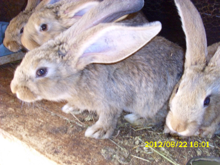 Picture 1199 - 0  aaa iepuri de vanzare diferite rase 2012
