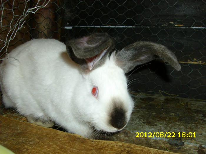 Picture 1200 - 0  aaa iepuri de vanzare diferite rase 2012