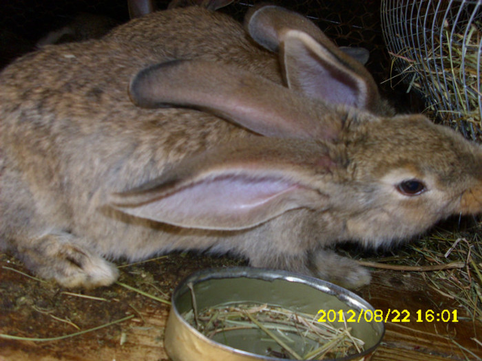 Picture 1202 - 0  aaa iepuri de vanzare diferite rase 2012