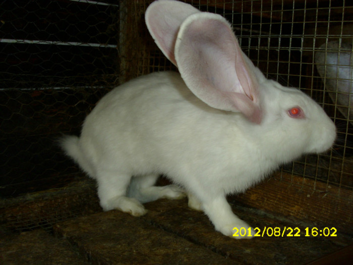 Picture 1203 - 0  aaa iepuri de vanzare diferite rase 2012